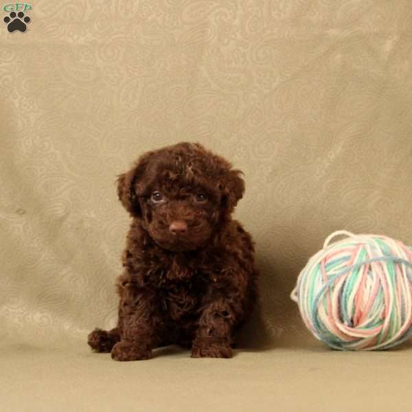 Hattie, Toy Poodle Puppy
